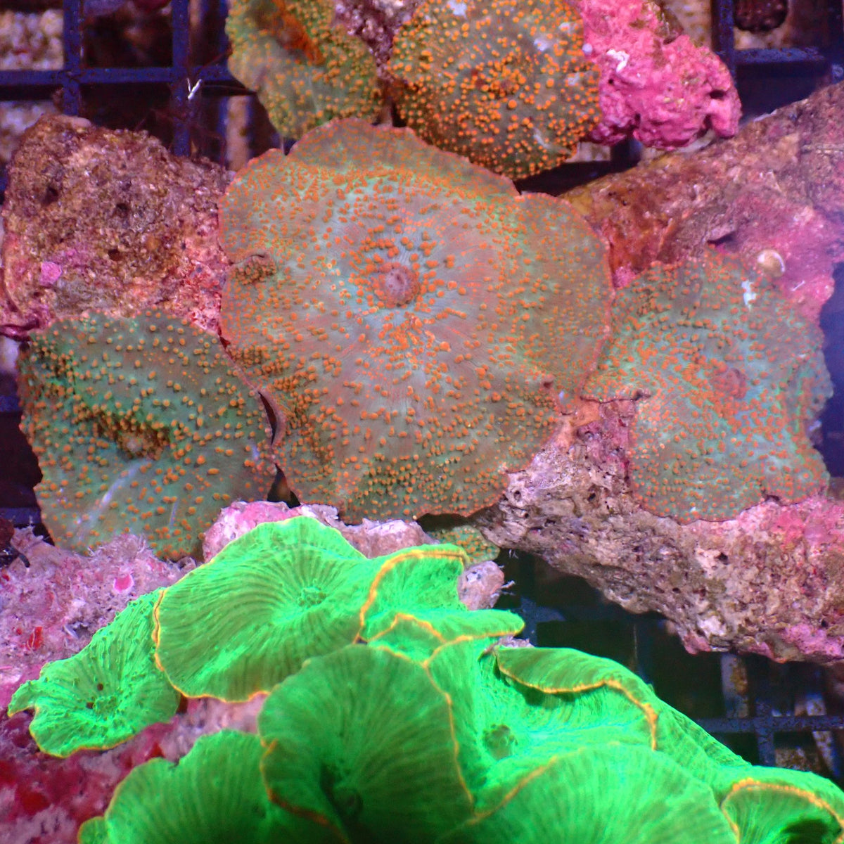 Corallimorphs Rock AA013 | Ricordea / Rhodactis sp. at ← Red Sea 15k