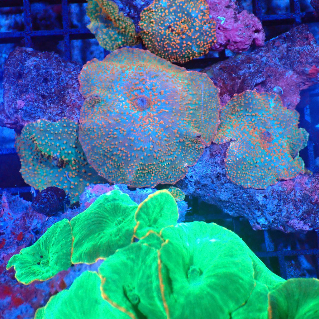 Corallimorphs Rock AA013 | Ricordea / Rhodactis sp. - Red Sea 20K LED