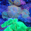 Corallimorphs Rock AA013 | Ricordea / Rhodactis sp. - Red Sea 20K LED