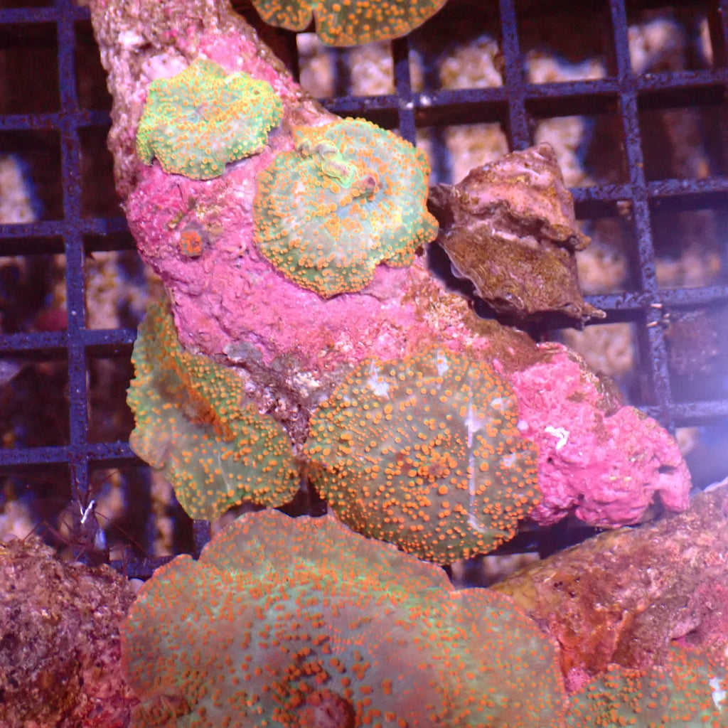 Corallimorphs Rock AA014 | Ricordea / Rhodactis sp. - Red Sea 15K