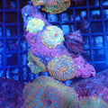 Corallimorphs Rock AA014 | Ricordea / Rhodactis sp. - Red Sea 20K LED