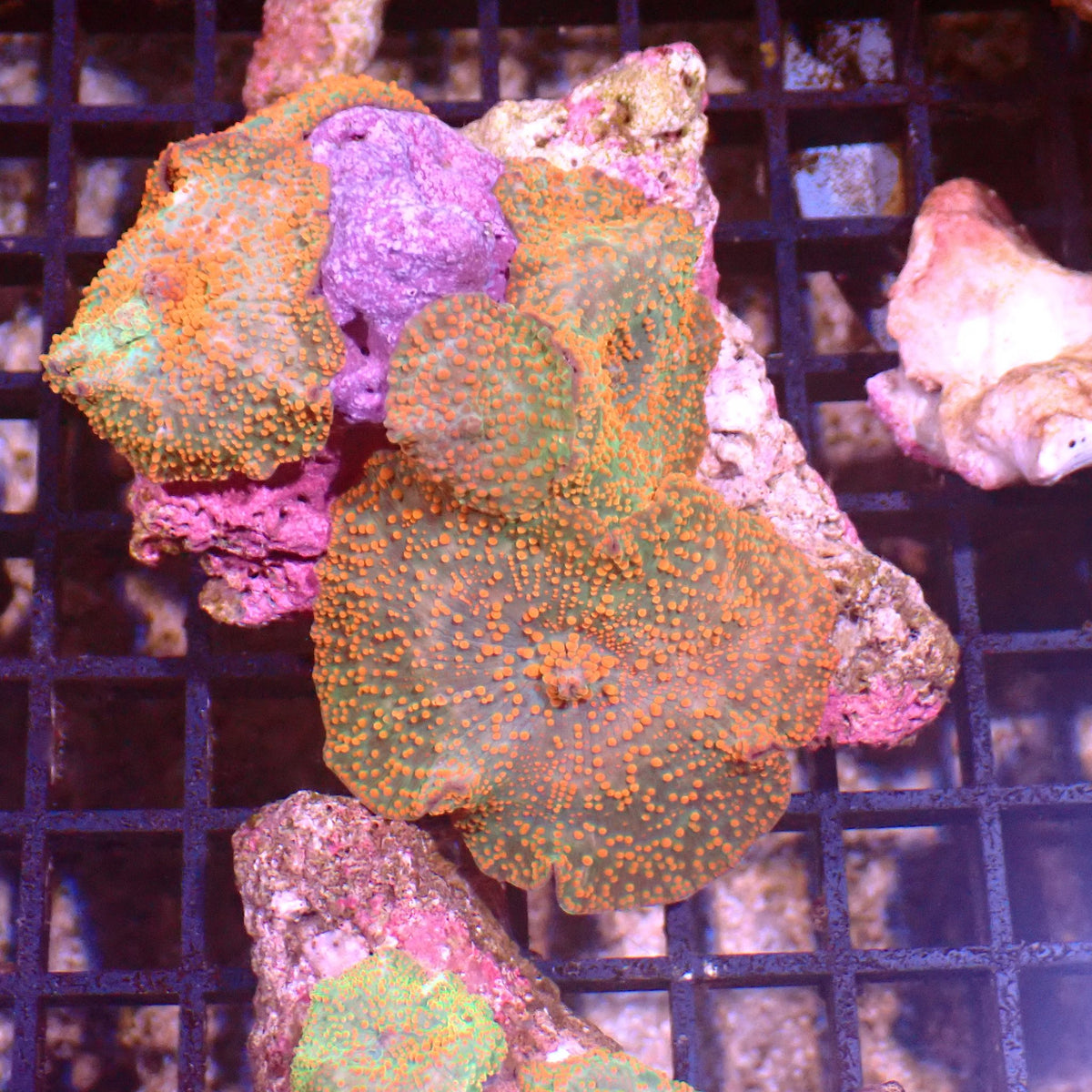 Corallimorphs Rock AA015 | Ricordea / Rhodactis sp. - Red Sea 15K