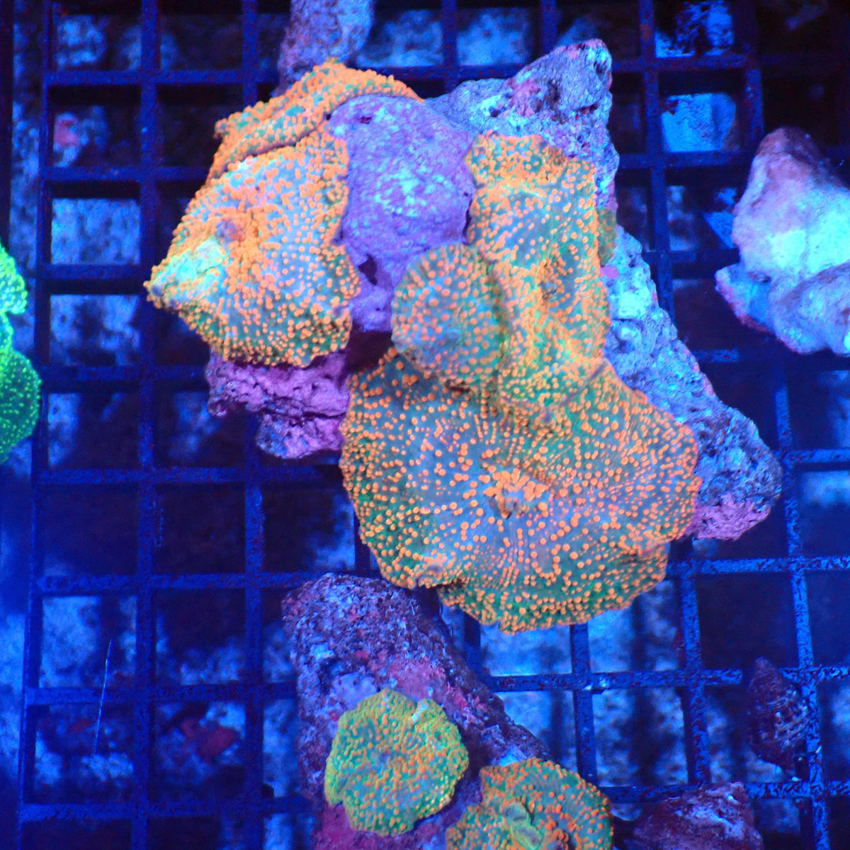 Corallimorphs Rock AA015 | Ricordea / Rhodactis sp. - Red Sea 20K LED