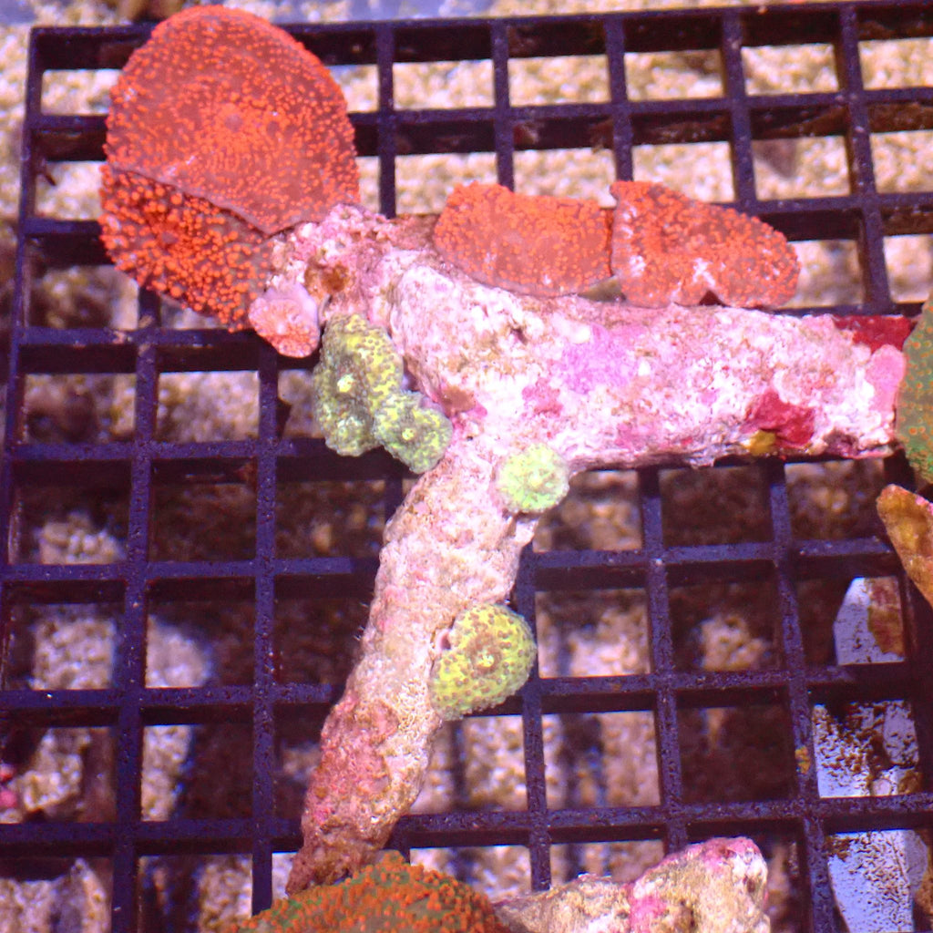 Corallimorphs Rock AA016 | Ricordea / Rhodactis sp. - Red Sea 15K