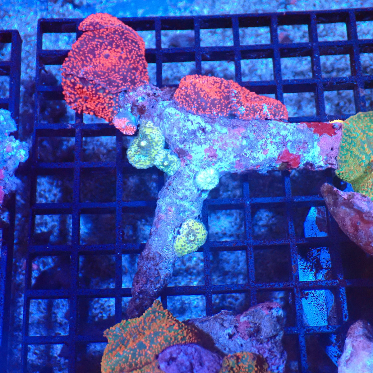 Corallimorphs Rock AA016 | Ricordea / Rhodactis sp. - Red Sea 20K LED