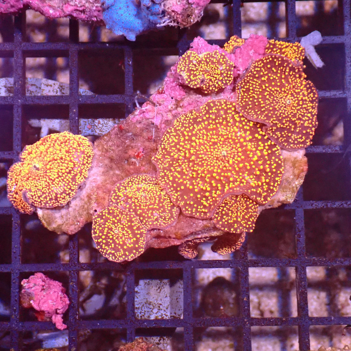 Corallimorphs Rock AA018 | Ricordea / Rhodactis sp. at ← Red Sea 15k