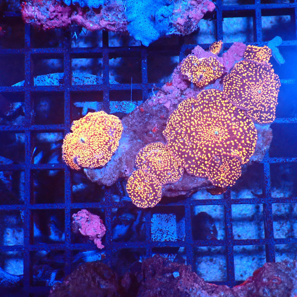 Corallimorphs Rock AA018 | Ricordea / Rhodactis sp. - Red Sea 20K LED