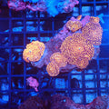 Corallimorphs Rock AA018 | Ricordea / Rhodactis sp. - Red Sea 20K LED