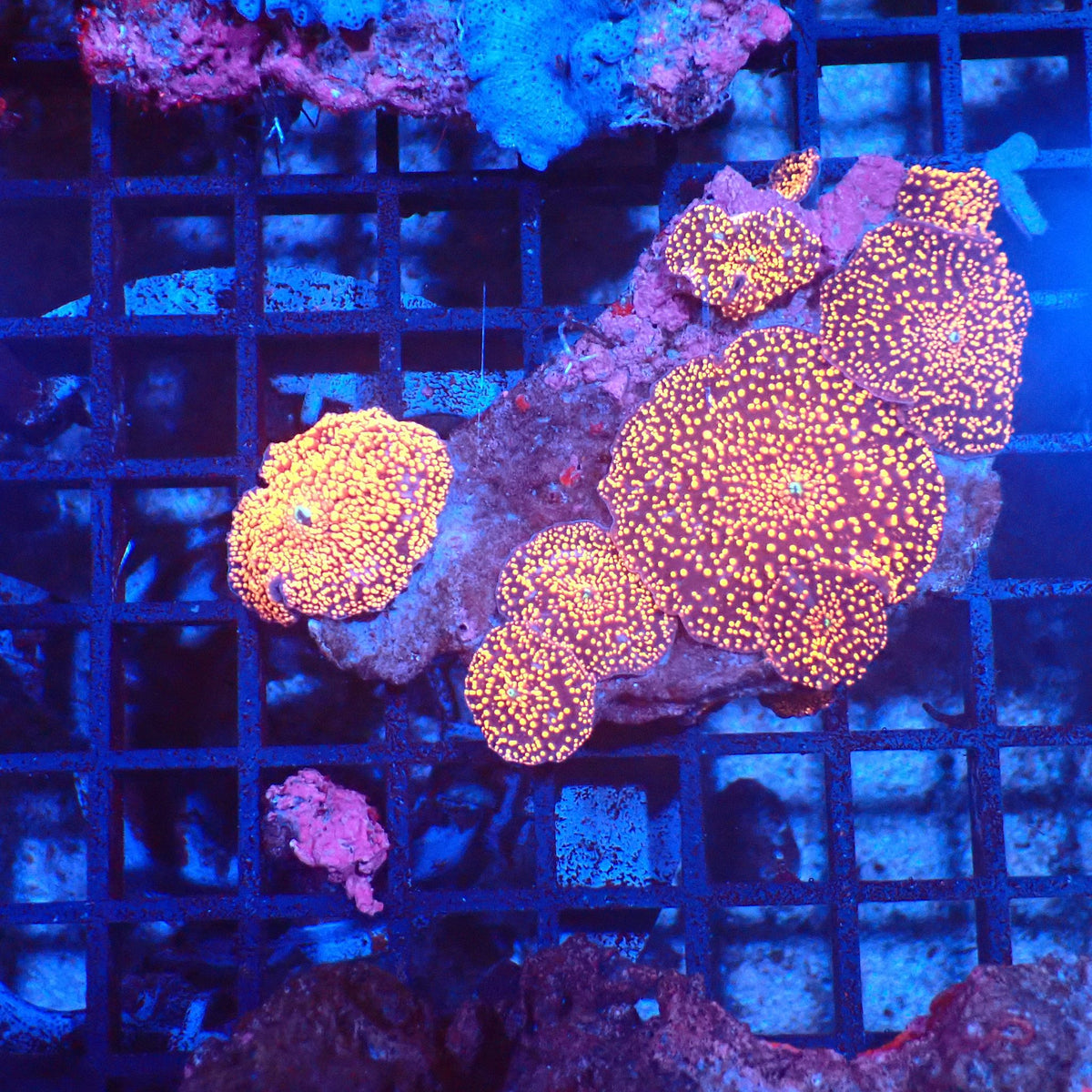 Corallimorphs Rock AA018 | Ricordea / Rhodactis sp. - Red Sea 20K LED