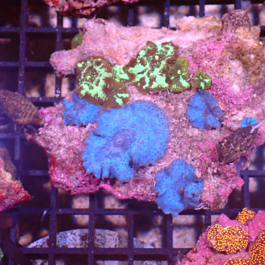 Corallimorphs Rock AA019 | Ricordea / Rhodactis sp. - Red Sea 15K