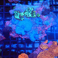 Corallimorphs Rock AA019 | Ricordea / Rhodactis sp. - Red Sea 20K LED