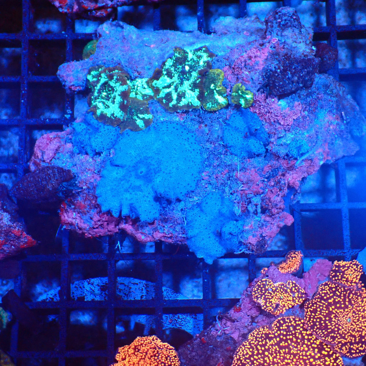Corallimorphs Rock AA019 | Ricordea / Rhodactis sp. - Red Sea 20K LED