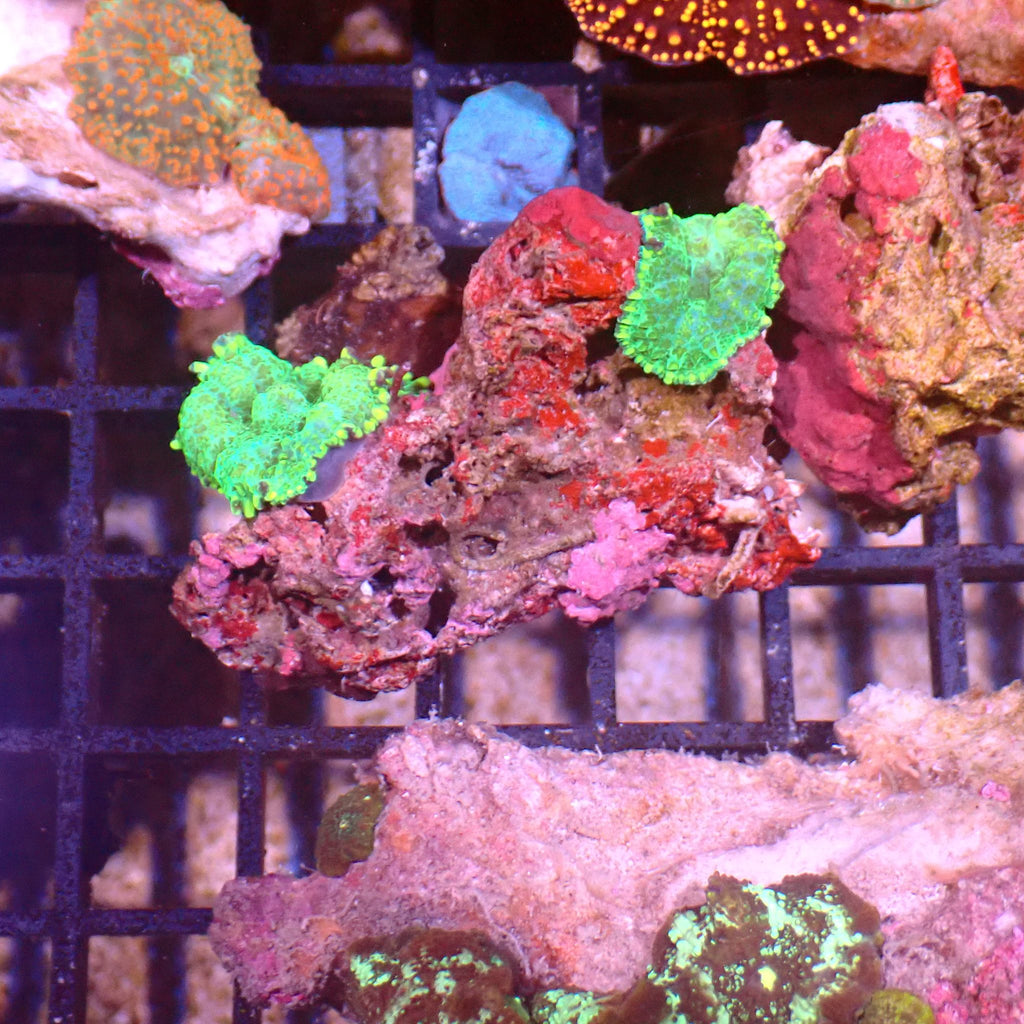 Corallimorphs Rock AA020 | Ricordea / Rhodactis sp. - Red Sea 15K
