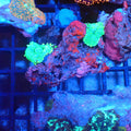 Corallimorphs Rock AA020 | Ricordea / Rhodactis sp. - Red Sea 20K LED