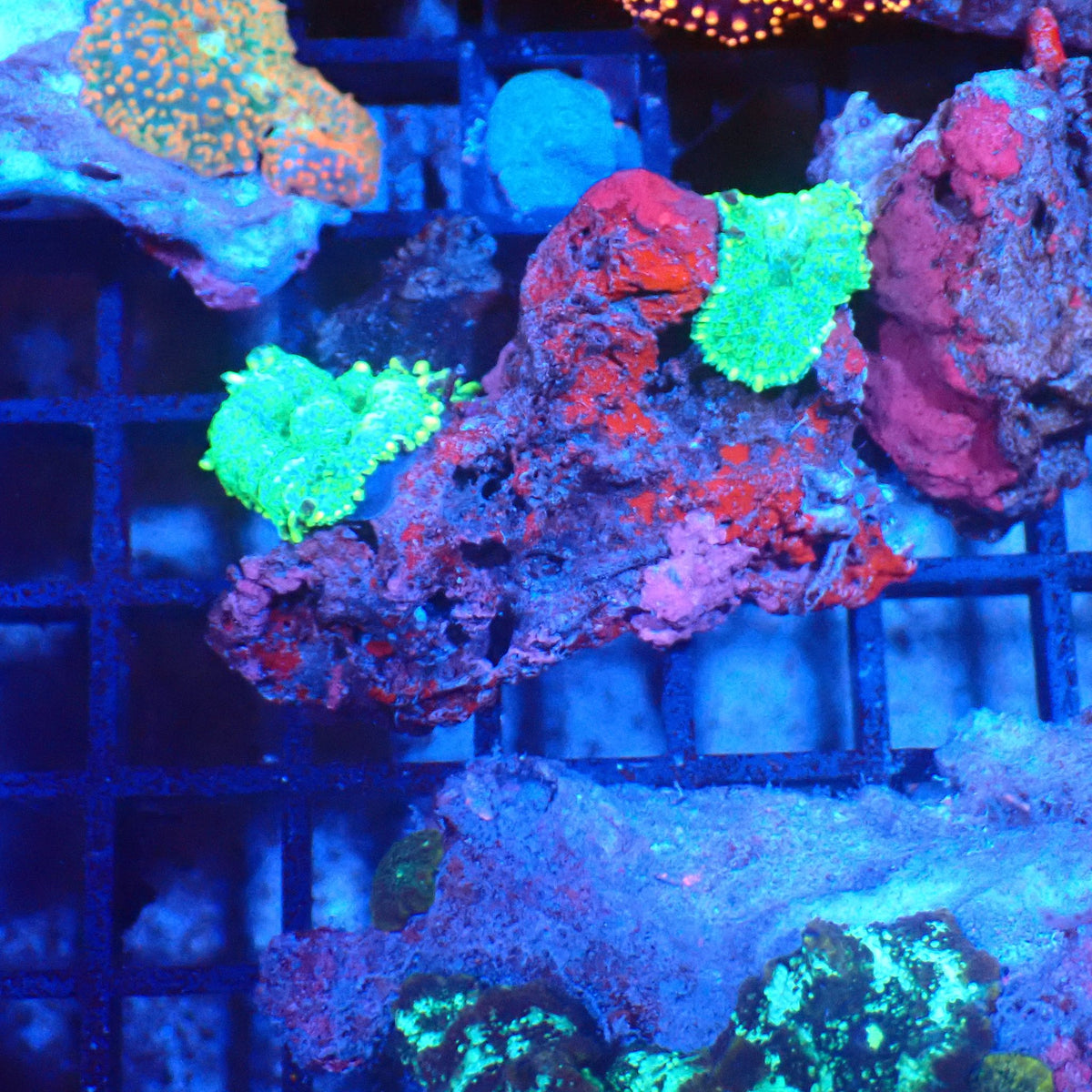 Corallimorphs Rock AA020 | Ricordea / Rhodactis sp. - Red Sea 20K LED