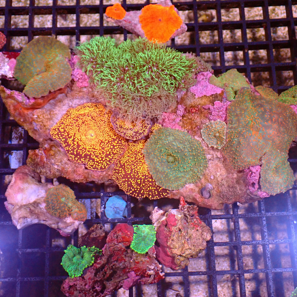 Corallimorphs Rock AA021 | Ricordea / Rhodactis sp. - Red Sea 15K