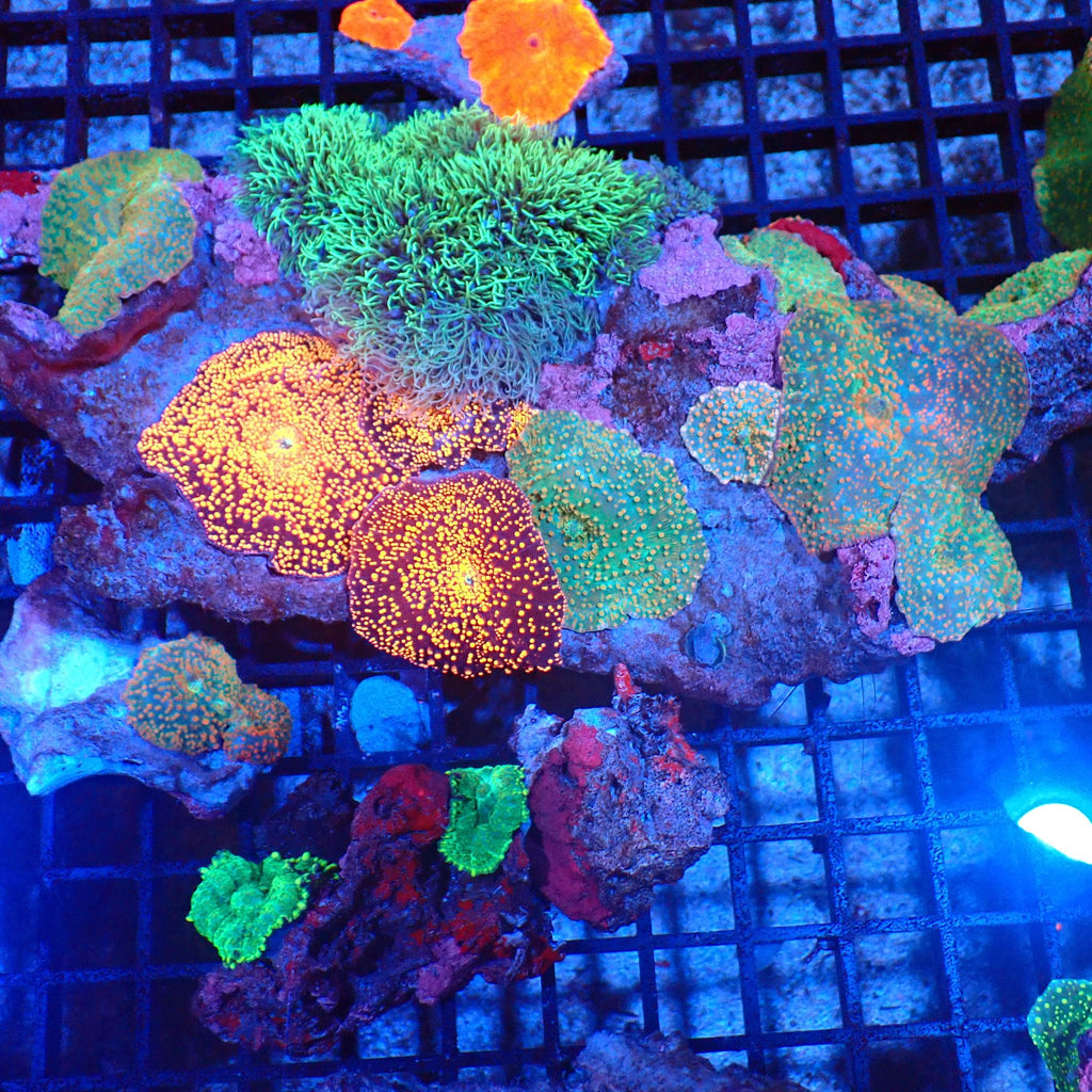 Corallimorphs Rock AA021 | Ricordea / Rhodactis sp. - Red Sea 20K LED