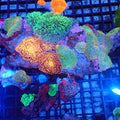 Corallimorphs Rock AA021 | Ricordea / Rhodactis sp. - Red Sea 20K LED
