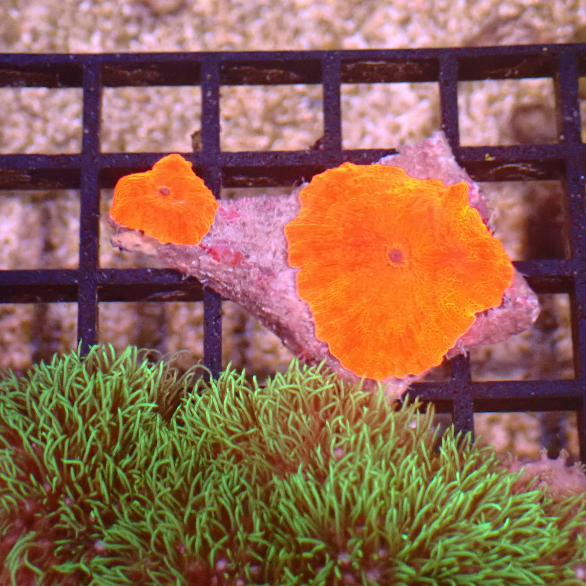 Corallimorphs Rock AA022 | Ricordea / Rhodactis sp. - Red Sea 15K