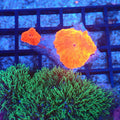 Corallimorphs Rock AA022 | Ricordea / Rhodactis sp. - Red Sea 20K LED