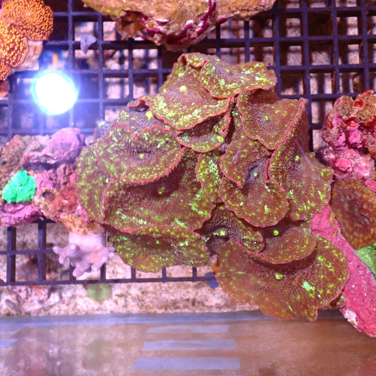Corallimorphs Rock AA023 | Ricordea / Rhodactis sp. - Red Sea 15K
