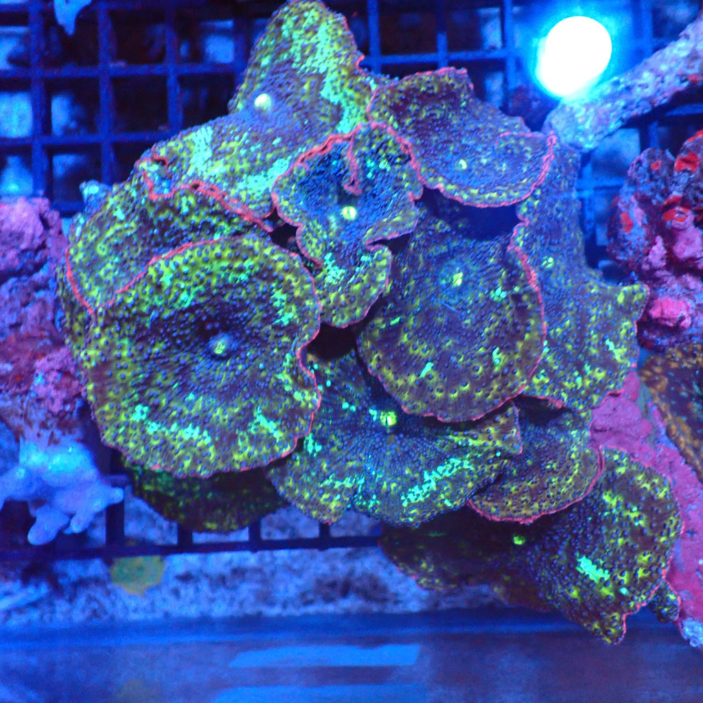 Corallimorphs Rock AA023 | Ricordea / Rhodactis sp. - Red Sea 20K LED