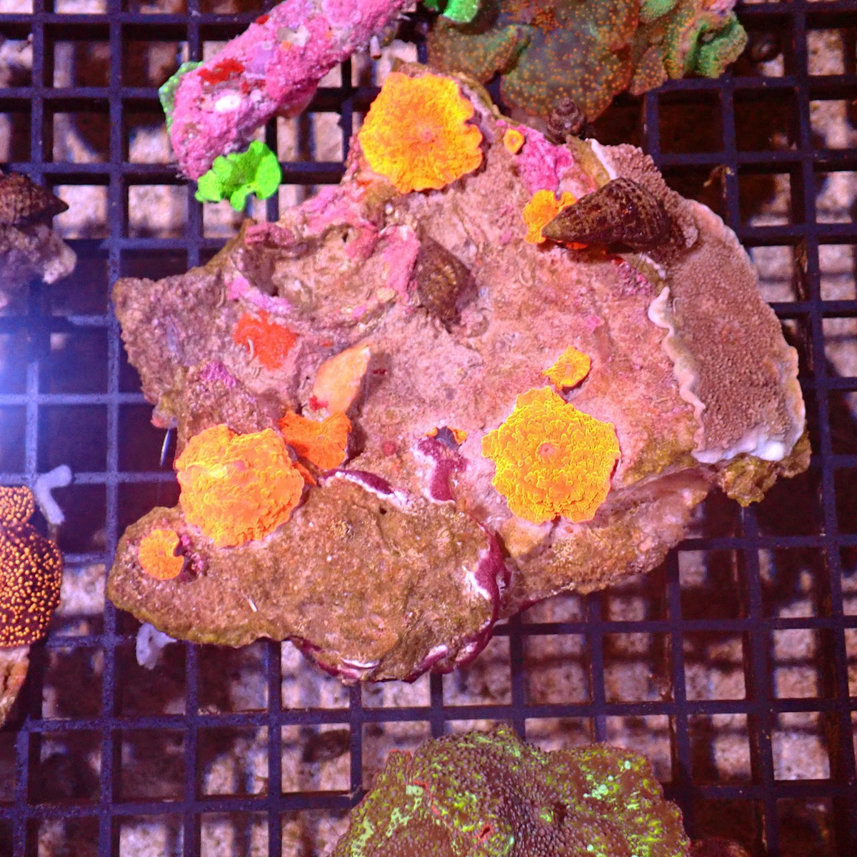 Corallimorphs Rock AA024 | Ricordea / Rhodactis sp. - Red Sea 15K