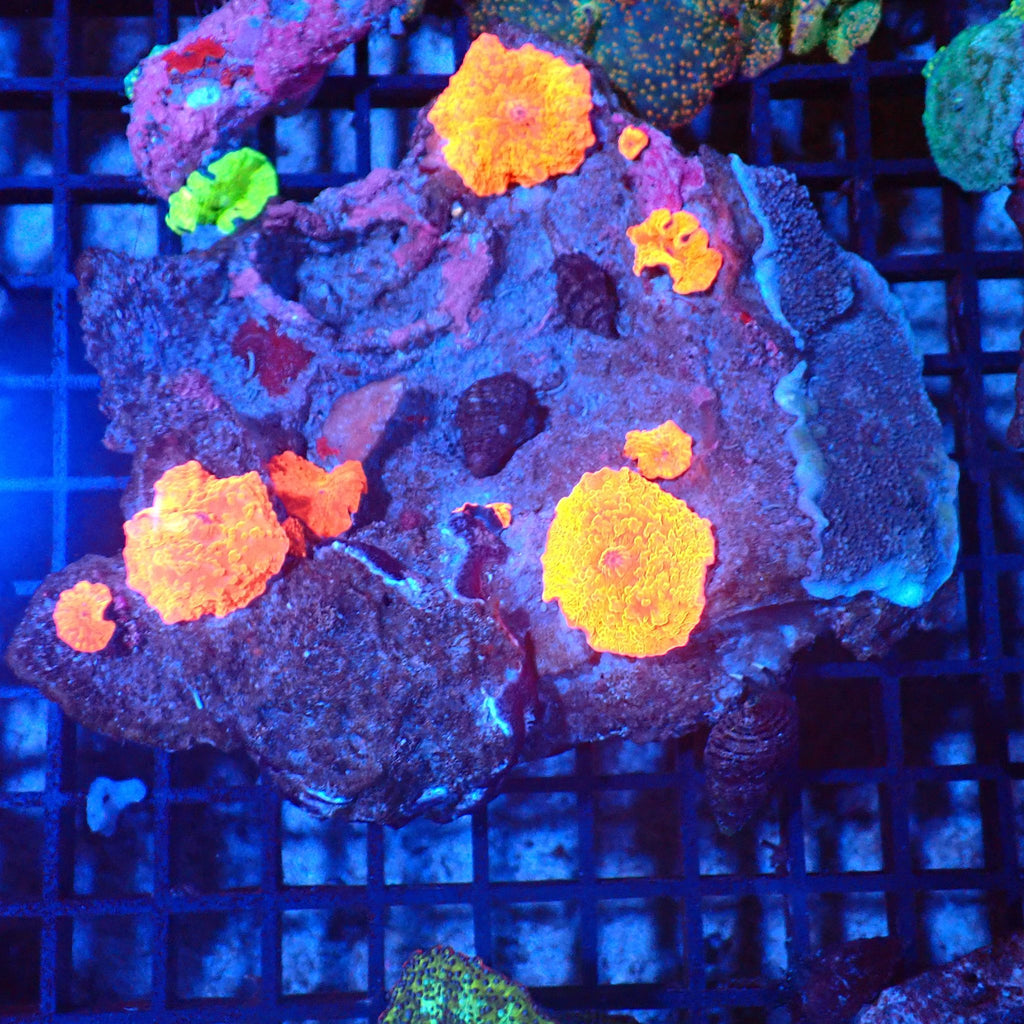 Corallimorphs Rock AA024 | Ricordea / Rhodactis sp. - Red Sea 20K LED
