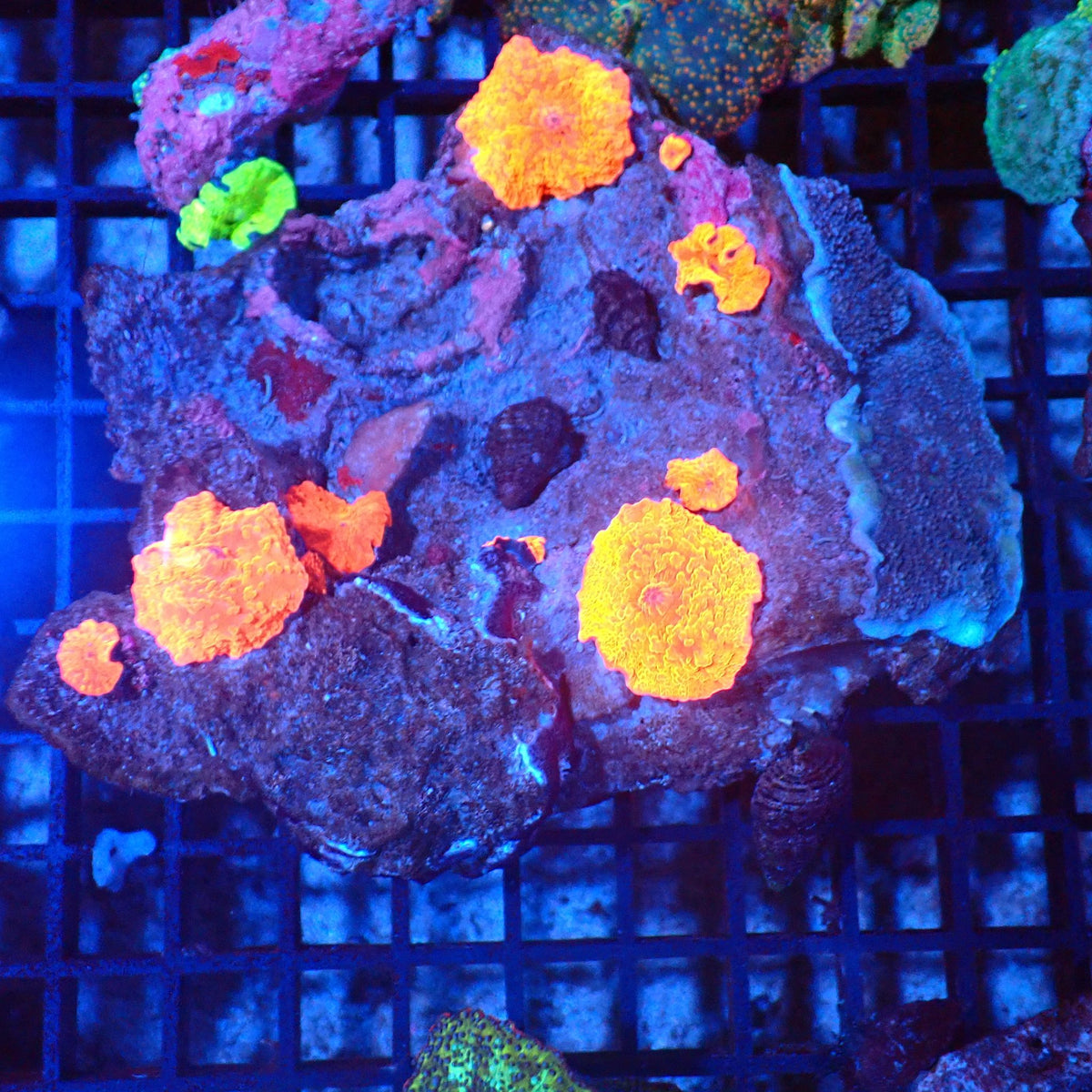 Corallimorphs Rock AA024 | Ricordea / Rhodactis sp. at Red Sea 20k →