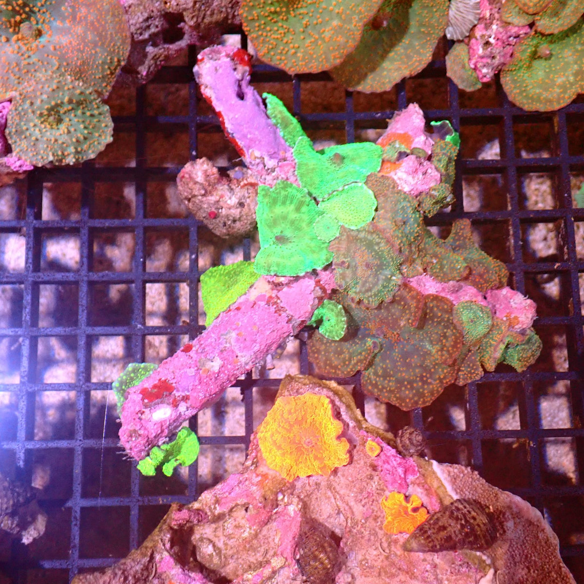 Corallimorphs Rock AA025 | Ricordea / Rhodactis sp. at ← Red Sea 15k