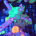 Corallimorphs Rock AA025 | Ricordea / Rhodactis sp. - Red Sea 20K LED