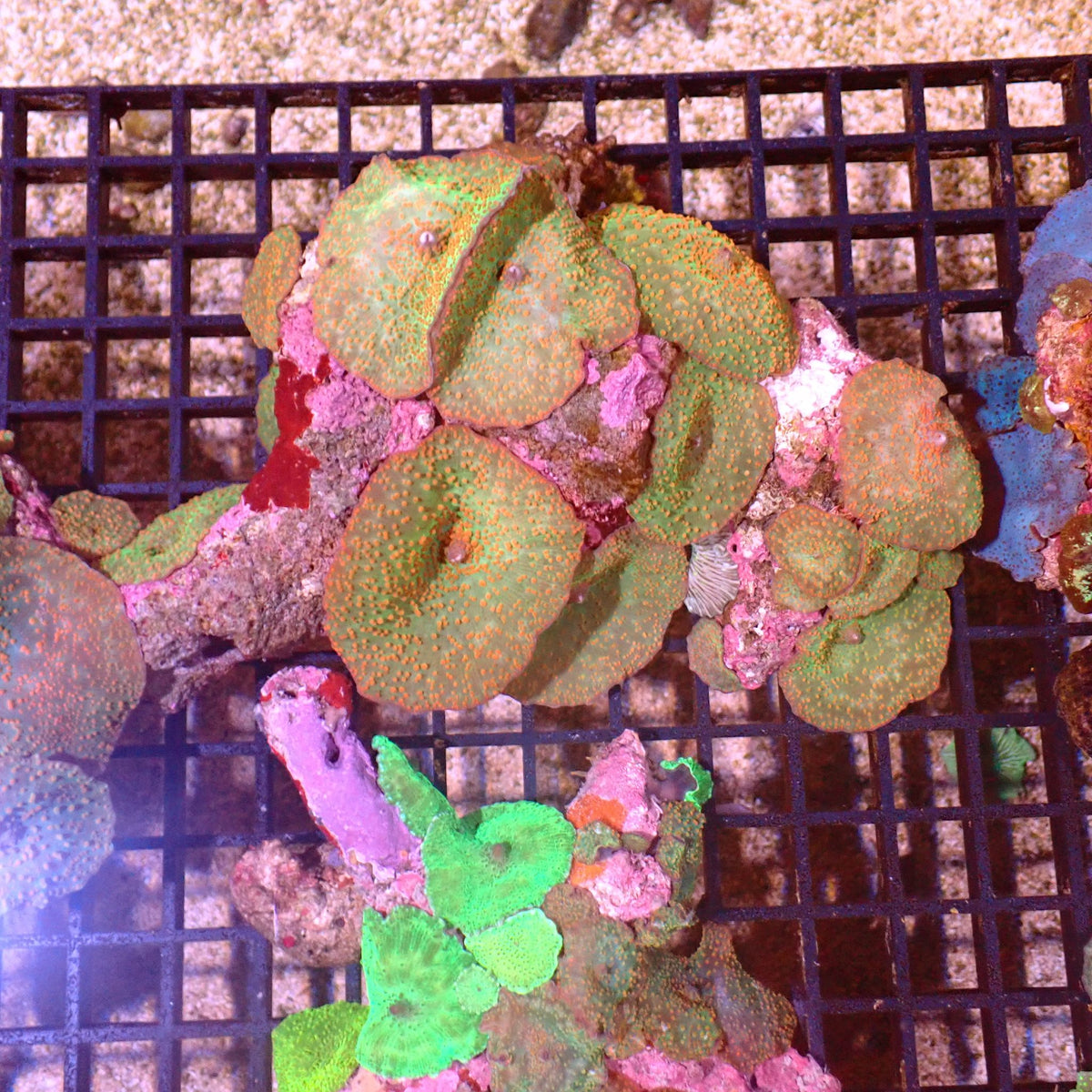 Corallimorphs Rock AA026 | Ricordea / Rhodactis sp. - Red Sea 15K