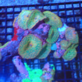 Corallimorphs Rock AA026 | Ricordea / Rhodactis sp. - Red Sea 20K LED