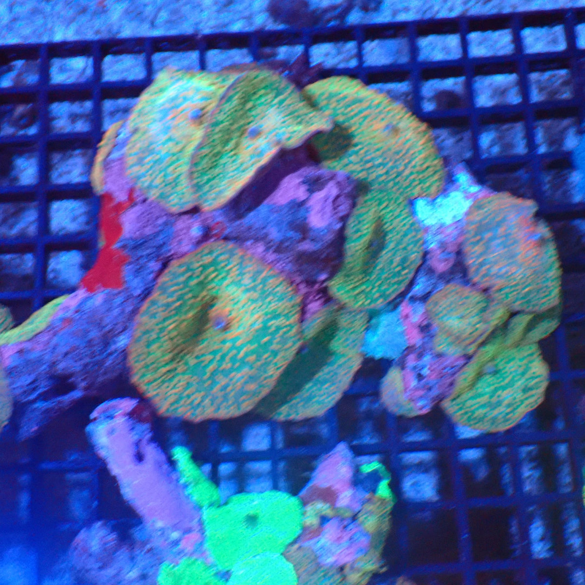 Corallimorphs Rock AA026 | Ricordea / Rhodactis sp. - Red Sea 20K LED