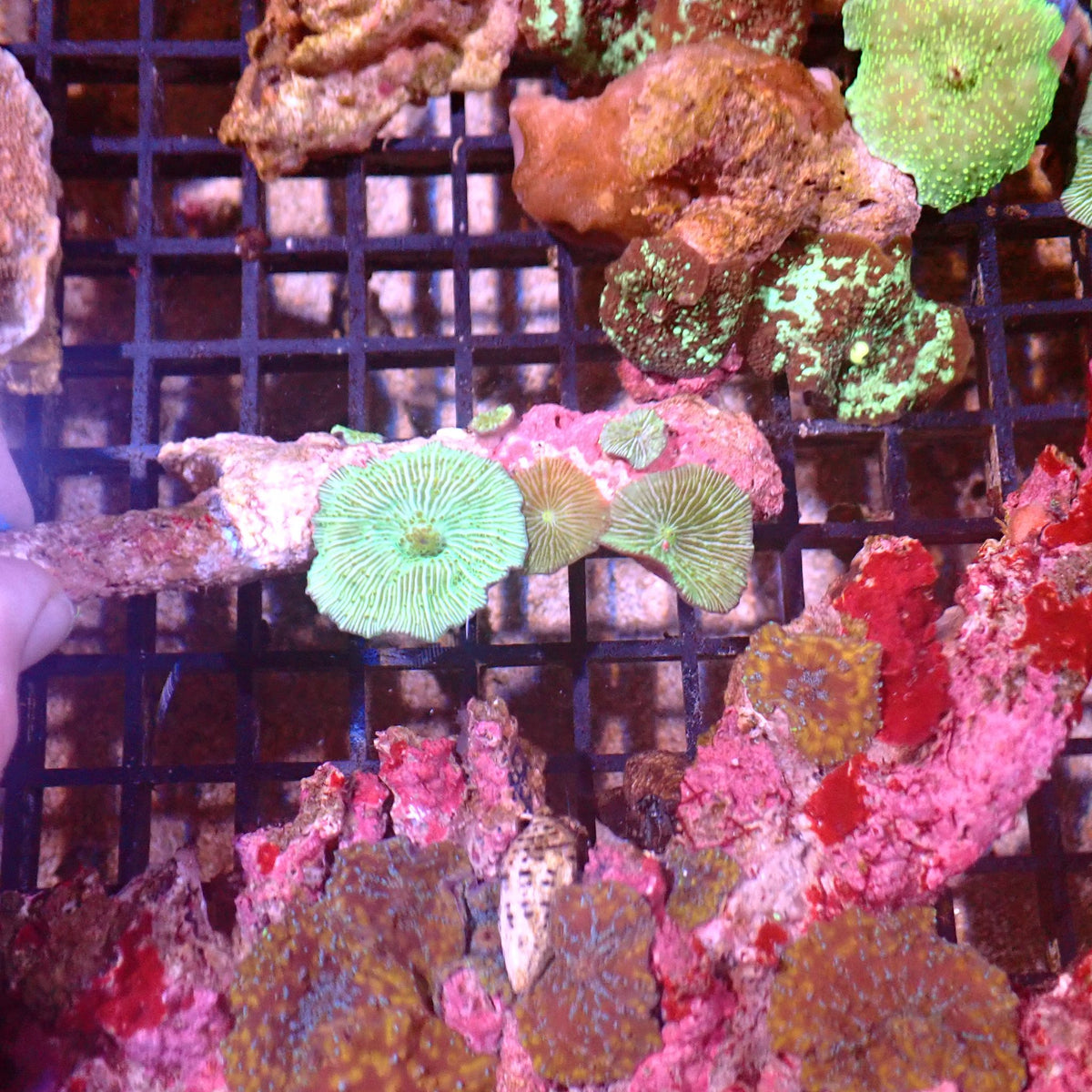 Corallimorphs Rock AA028 | Ricordea / Rhodactis sp. at ← Red Sea 15k