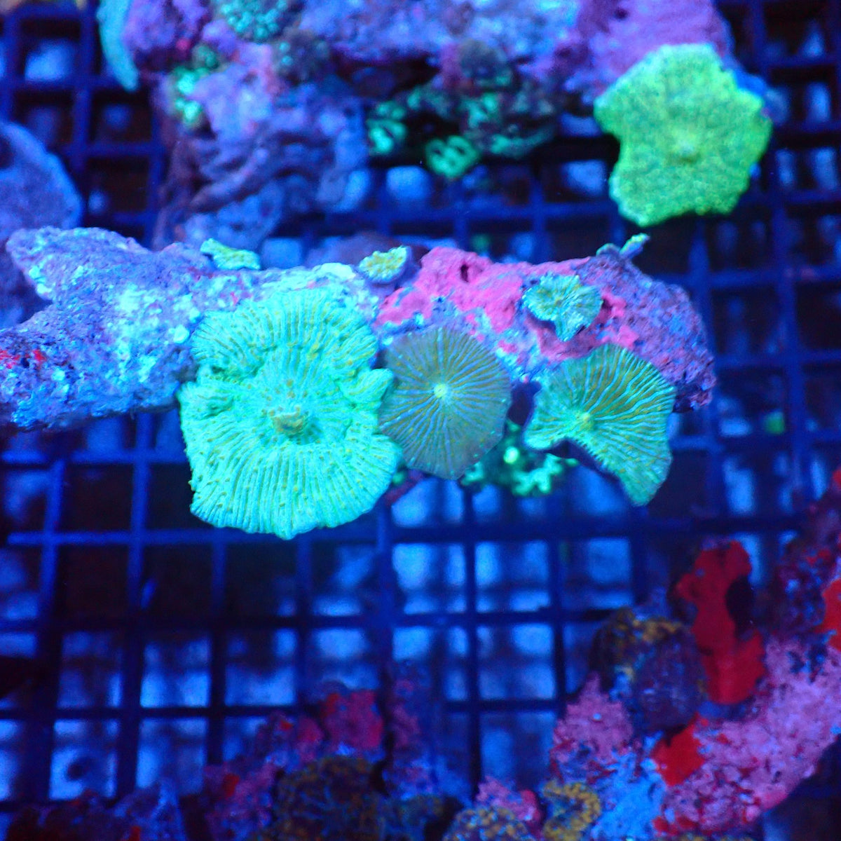 Corallimorphs Rock AA028 | Ricordea / Rhodactis sp. - Red Sea 20K LED