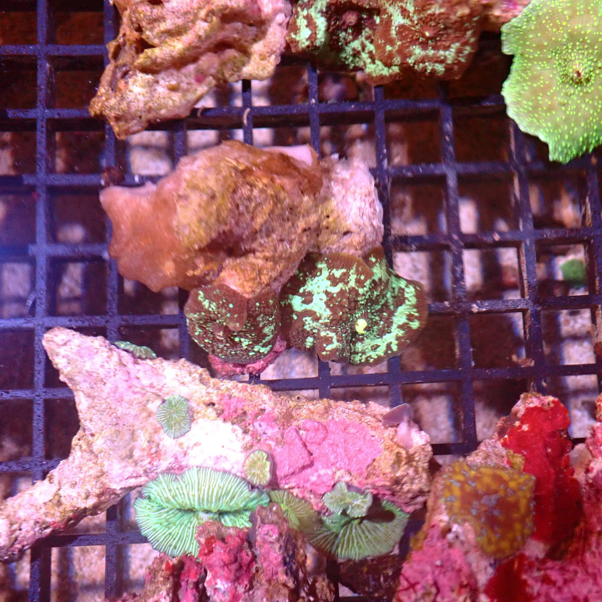 Corallimorphs Rock AA029 | Ricordea / Rhodactis sp. at ← Red Sea 15k