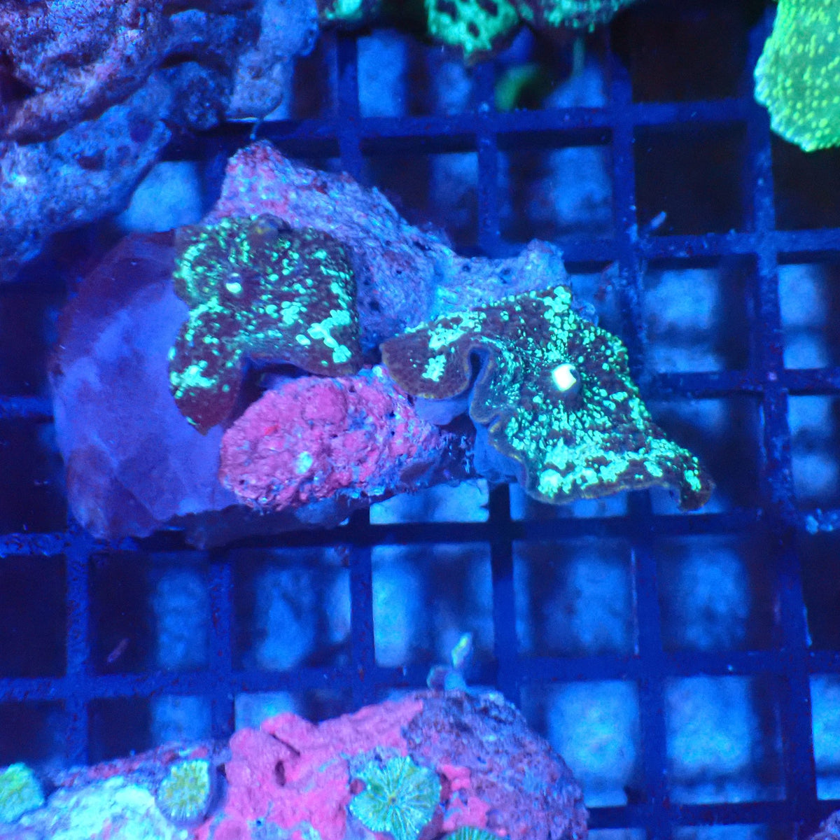 Corallimorphs Rock AA029 | Ricordea / Rhodactis sp. - Red Sea 20K LED
