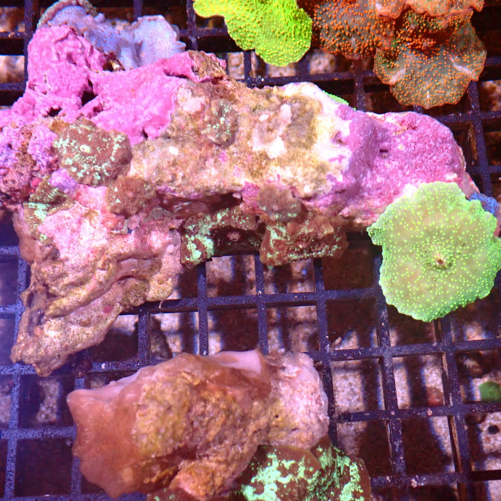 Corallimorphs Rock AA030 | Ricordea / Rhodactis sp. - Red Sea 15K