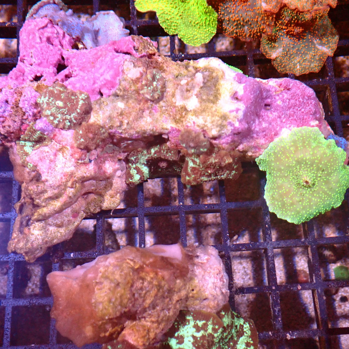 Corallimorphs Rock AA030 | Ricordea / Rhodactis sp. - Red Sea 15K