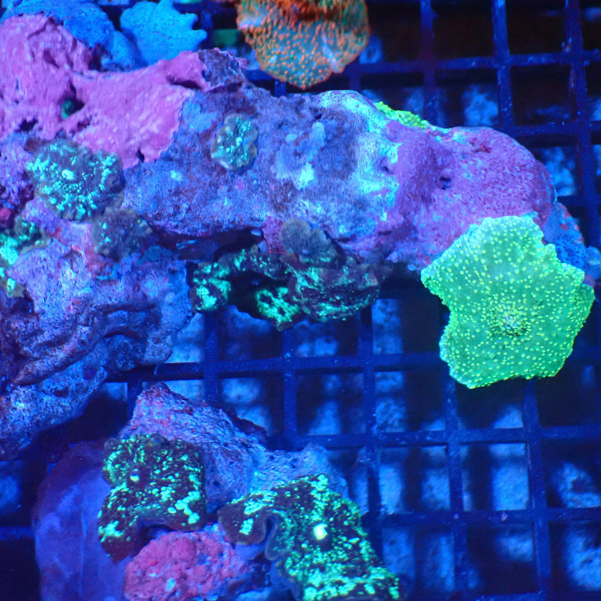 Corallimorphs Rock AA030 | Ricordea / Rhodactis sp. - Red Sea 20K LED