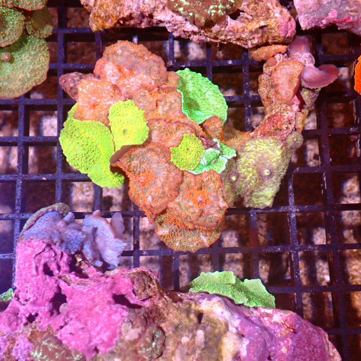 Corallimorphs Rock AA031 | Ricordea / Rhodactis sp. - Red Sea 15K