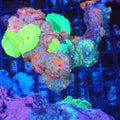Corallimorphs Rock AA031 | Ricordea / Rhodactis sp. - Red Sea 20K LED