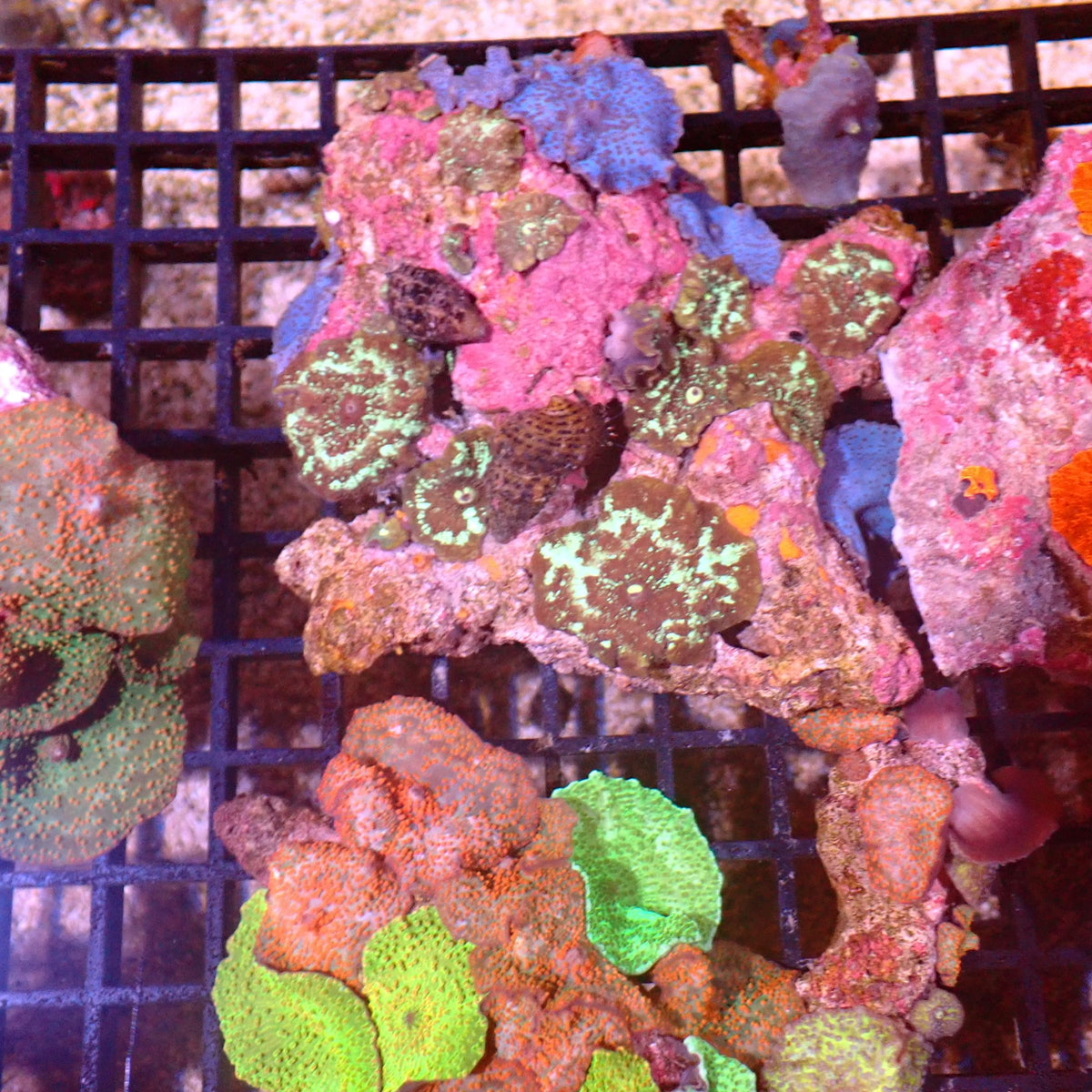 Corallimorphs Rock AA032 | Ricordea / Rhodactis sp. at ← Red Sea 15k
