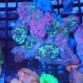 Corallimorphs Rock AA032 | Ricordea / Rhodactis sp. - Red Sea 20K LED