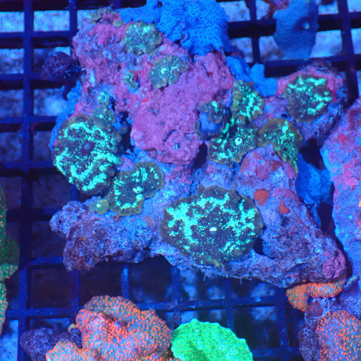 Corallimorphs Rock AA032 | Ricordea / Rhodactis sp. - Red Sea 20K LED