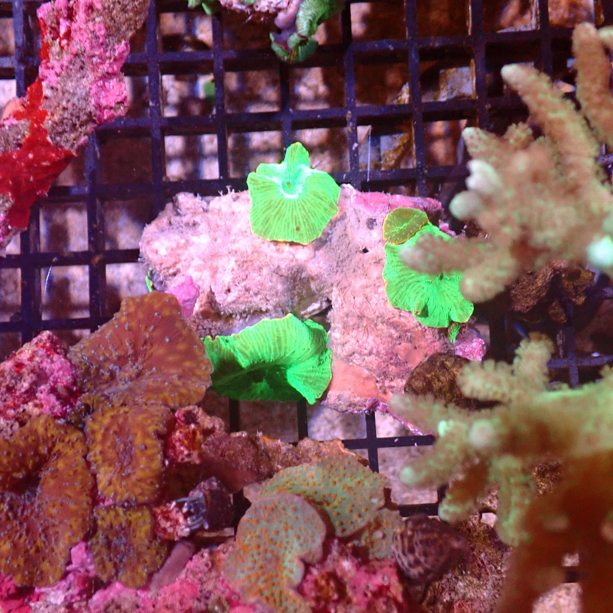 Corallimorphs Rock AA033 | Ricordea / Rhodactis sp. - Red Sea 15K