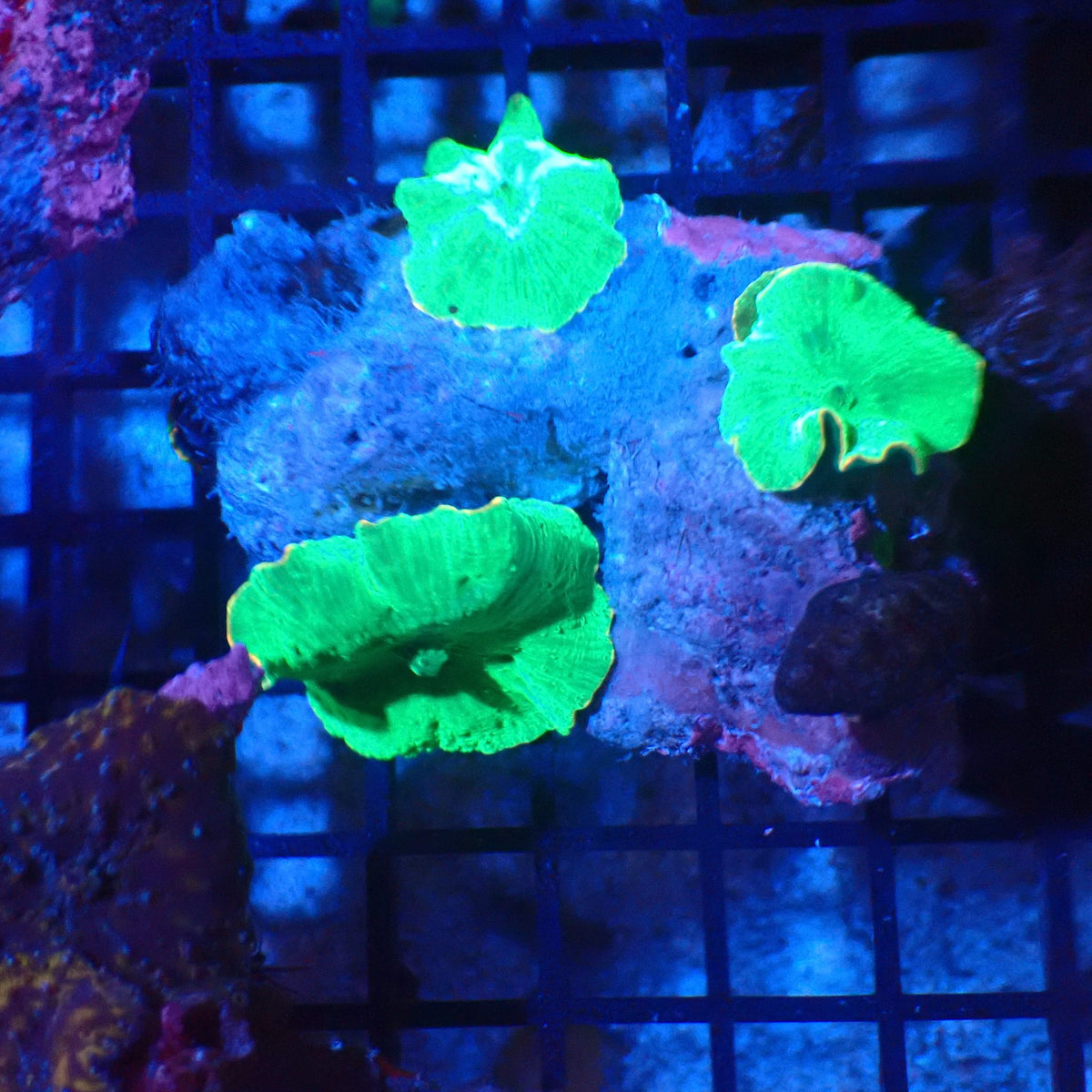 Corallimorphs Rock AA033 | Ricordea / Rhodactis sp. - Red Sea 20K LED