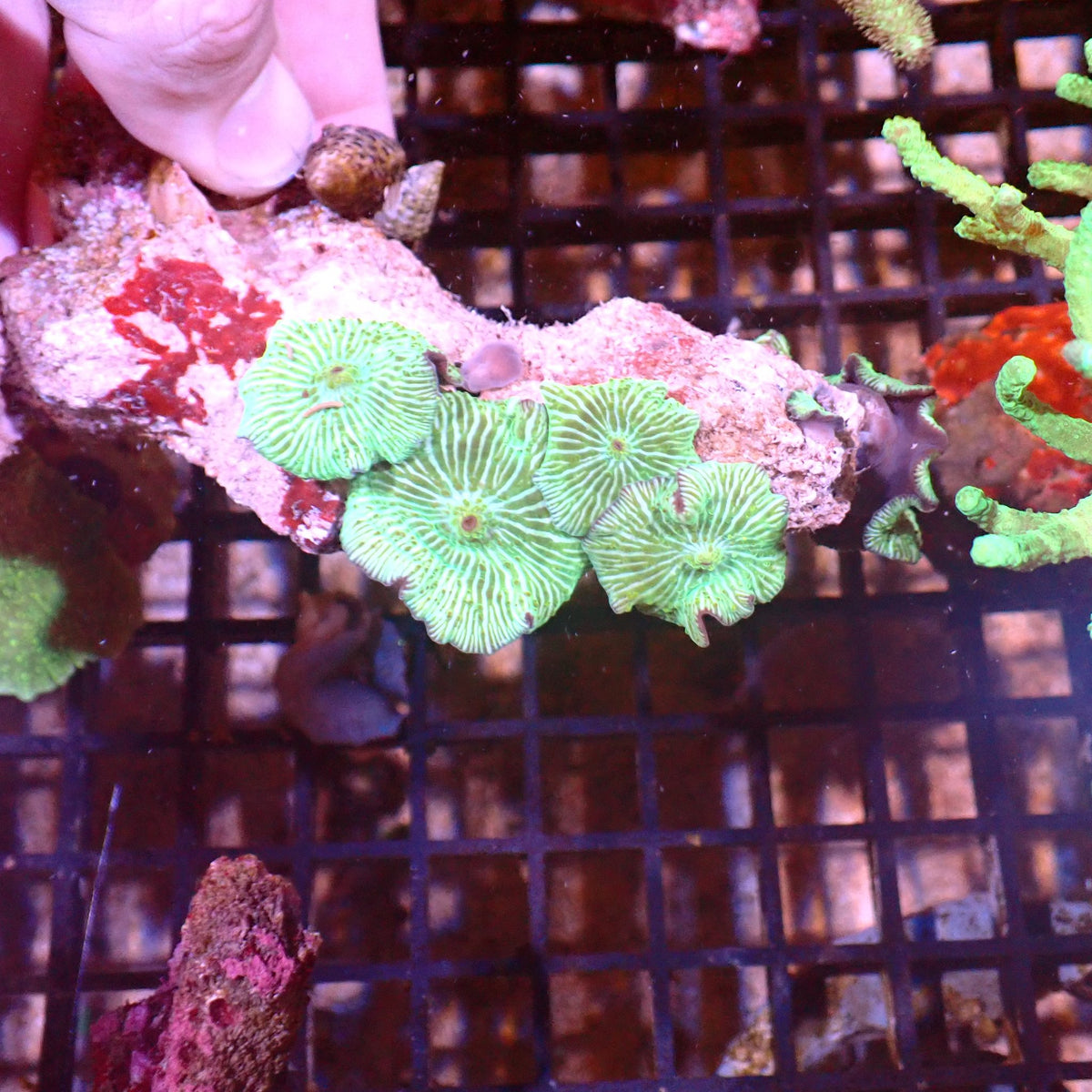 Corallimorphs Rock AA034 | Ricordea / Rhodactis sp. at ← Red Sea 15k