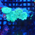 Corallimorphs Rock AA034 | Ricordea / Rhodactis sp. - Red Sea 20K LED